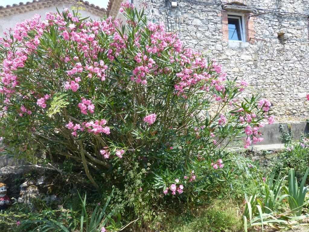 Mas Moise Bed & Breakfast Sauve Bagian luar foto